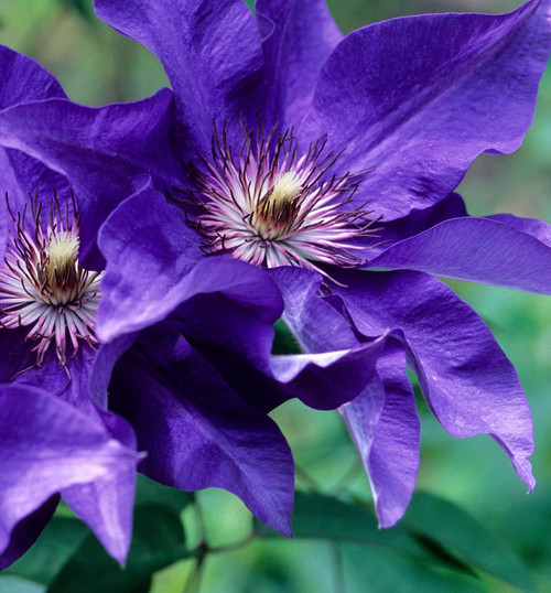 Clematis The President - Live Plant in a 4 Inch Growers Pot - Clematis 'The President' - Starter Plants Ready for The Garden - Beautiful Purple Blue Flowering Vine