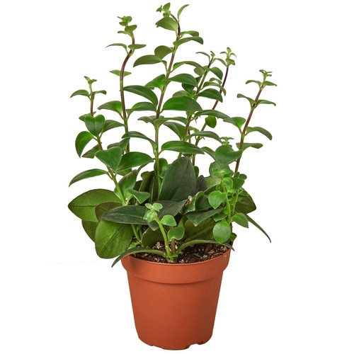 Lipstick Plant Live Plant for Indoor | Different Houseplants in 4'' & 6'' Pot | Real House Plant Decor for Living Room, Office, Desk & Bathroom | Lipstick Plant | Aeschynanthus Lipstick Plant Live Plant for Indoor | Different Houseplants in 4'' & 6'' Pot | Real House Plant Decor for Living Room, Office, Desk & Bathroom | Lipstick Plant | Aeschynanthus