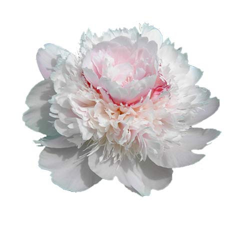 Alerti Peony - Double White with Pink Peony Bare Root 3-5 Eyes