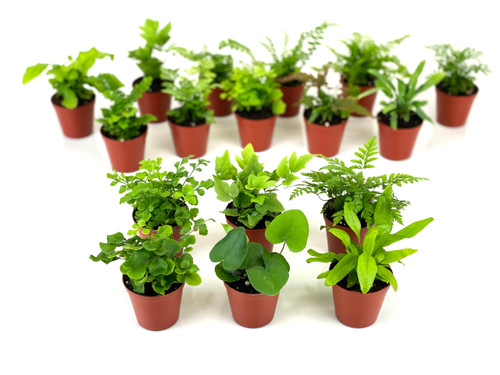 Mini Fern Plants (6 Plants) (2" Pots) Terrariums | Fairy Gardens | Assorted Varieties Mini Fern Plants (6 Plants) (2" Pots) Terrariums | Fairy Gardens | Assorted Varieties