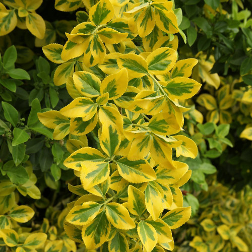 National Plant Network Euonymus 'Golden' -2 Piece Live Plant, Green- Yellow Foliage