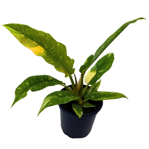 Philodendron Ring of Fire, Philodendron Wendlandii x P. Tortum, Hybrid Philo in 2 inch Pot