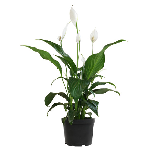 Peace Lily in 6 Inch Plant Pot for Plants, Easy Peace Lily Plant Indoor Live House Plants Live Plants Indoor, Low Light Plants Live Houseplants Live Indoor Plants Live Houseplants by Plants for Pets Peace Lily in 6 Inch Plant Pot for Plants, Easy Peace Lily Plant Indoor Live House Plants Live Plants Indoor, Low Light Plants Live Houseplants Live Indoor Plants Live Houseplants by Plants for Pets