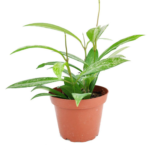 Hoya Pubicalyx Pink Silver (4" Grower Pot) -Indoor, Easy to Grow Houseplant - Live Healthy Houseplant for Home Office Decoration