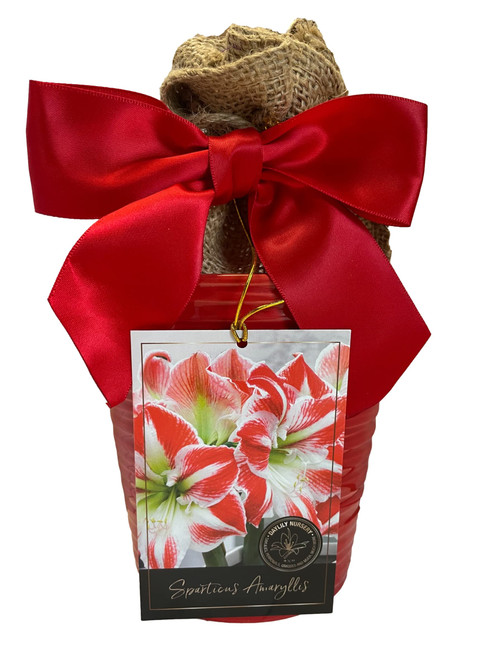 Elegant Sparticus Amaryllis Gift Growing Kit. Beautiful Ceramic Pot, Big Sparticus Bulb, a Burlap Bag and Growing Medium-Great Gift!!!