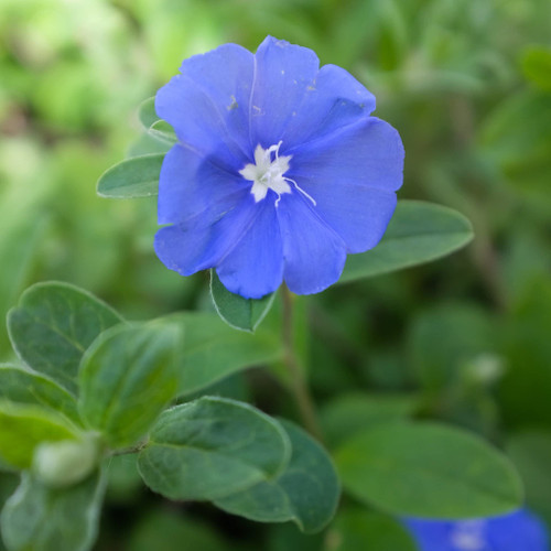Blue Daze - 3 Live Plants - Evolvulus Glomerata - Low Maintenance Drought Tolerant Blooming Groundcover