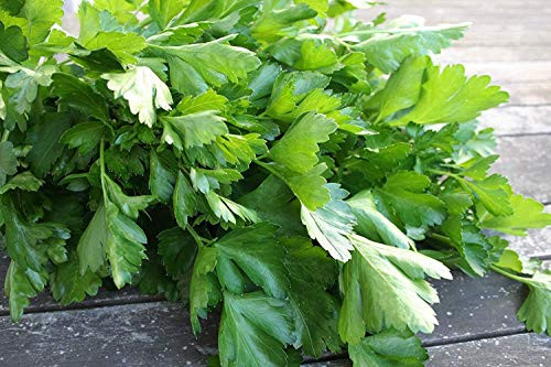 Parsley Seeds - Giant Italian Flat Leaf - Heirloom Non GMO 1,000 Seeds