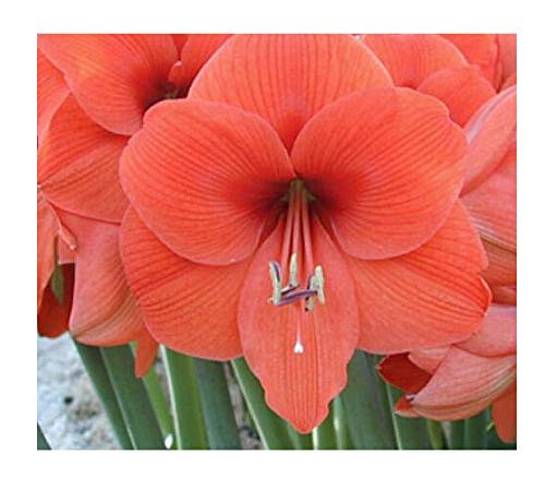 Desire Amaryllis - Orange Bare Root Amaryllis Bulb