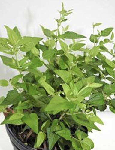 botanica las americas abre Camino Open Road Full Plant with Root, green, l