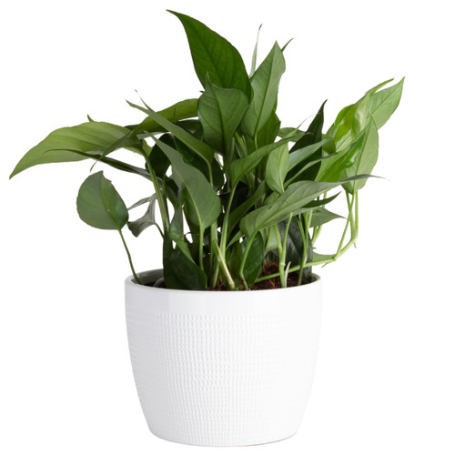 Costa Farms Baltic Blue Live Pothos Plant, Live Indoor Houseplant in Garden Plant Pot, Tabletop Home and Office Room Decor, Trending Tropicals Collection, 1-2 Feet Tall