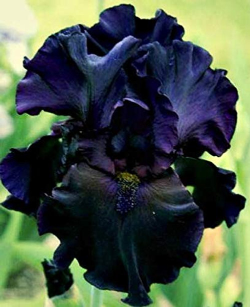Black Magic Bearded Iris, Black Flowering Plant, Root Start, Rhizome, Bulb, Simply Beautiful Flowering Perennial Black Magic Bearded Iris, Black Flowering Plant, Root Start, Rhizome, Bulb, Simply Beautiful Flowering Perennial