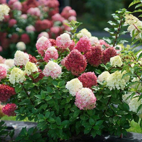 Proven Winners HYDPRC1216101 Little Lime Punch Panicle Hydrangea Live Plant, 1 Gallon, Green, White, and Pink Flowers Proven Winners HYDPRC1216101 Little Lime Punch Panicle Hydrangea Live Plant, 1 Gallon, Green, White, and Pink Flowers
