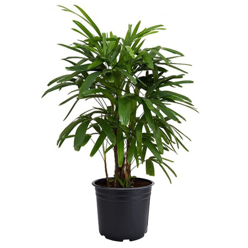 American Plant Exchange Real Live Lady Palm 6" Pot, Cold Hardy Indoor Houseplant, Dark Green Foliage