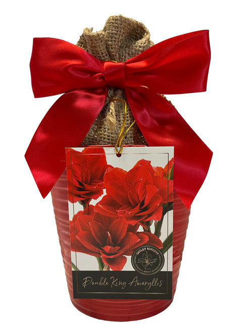 Elegant Double King Amaryllis Gift Growing Kit. Beautiful Ceramic Pot, Big Double King Bulb, a Burlap Bag and Growing Medium!!