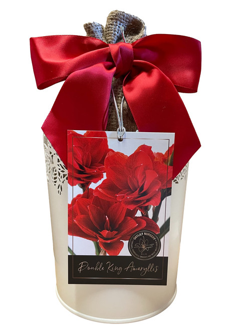 Amaryllis Holiday Gift Kit, Includes an Attractive White Tin Pot, Big Double King Bulb, and Professional Growing Medium!!!