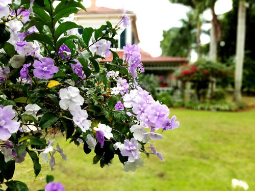 Yesterday, Today and Tomorrow | 3 Live Plants | Brunfelsia Pauciflora Floribunda | Beautiful Blooming Violet & White Flowers Evergreen Screening Shrub