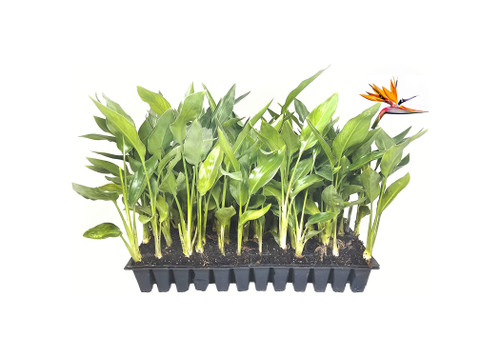 Orange Bird of Paradise | Strelitzia Reginae | 3 Live Plants | Tropical Perennial Blooming Specimen