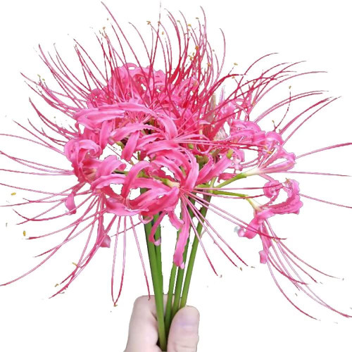 Pink Spider Lily Lycoris Radiata Bulb/Plant - Re-Blooming Naked Lady Grown Gardening Bulbs (15 Bulbs)