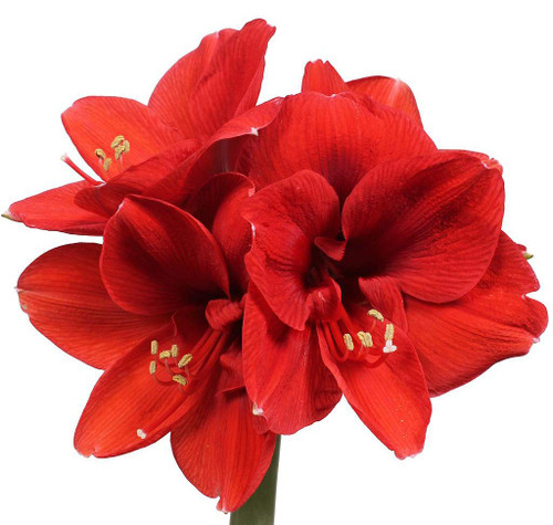 Ferrari Amaryllis - Bare Root Bulb - Large Red