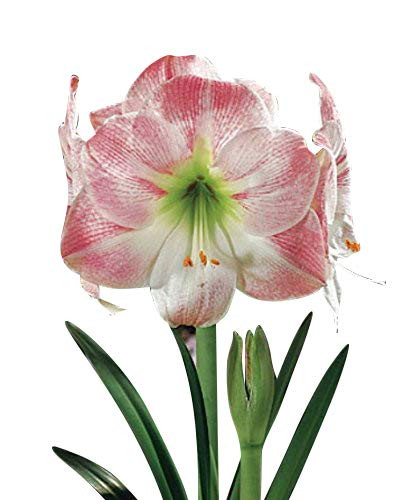 Apple Blossom - Amaryllis Bulb