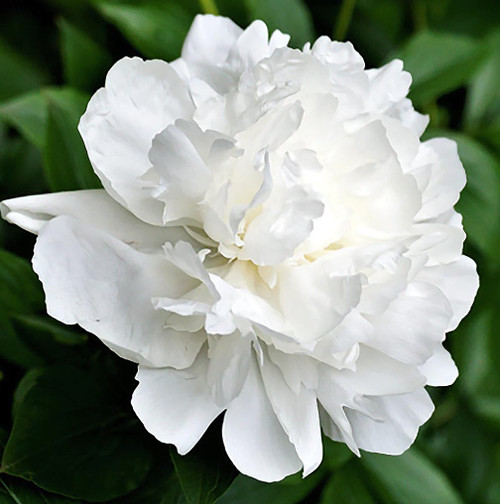 Snow - Double White Peony Bare Root 3-5 Eyes