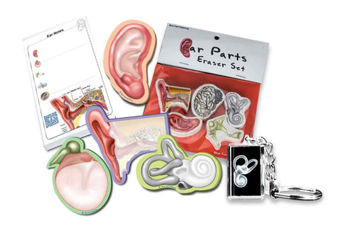 Ear Set 7pc, Audiologist Gift Set, Hearing, Ear Anatomy