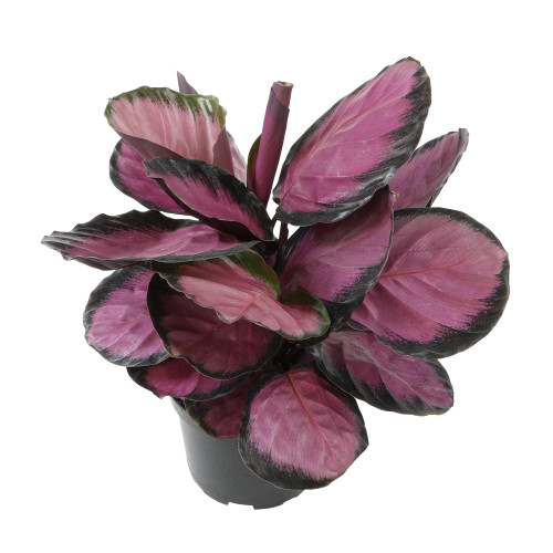 6" Purple Calathea Plant Live Prayer Plant Pet Friendly Plants, Live Prayer Plants Live House Plants Indoors Live Plants Indoor Plants Live Houseplants Live Indoor House Plants Live by Plants for Pets 6" Purple Calathea Plant Live Prayer Plant Pet Friendly Plants, Live Prayer Plants Live House Plants Indoors Live Plants Indoor Plants Live Houseplants Live Indoor House Plants Live by Plants for Pets
