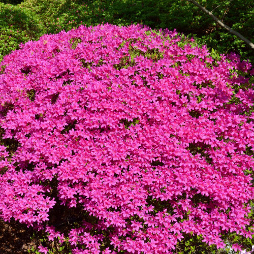National Plant Network Azalea 'Judge Solomon' -2 Piece Live Plant, Purple-Fuchsia Blooms