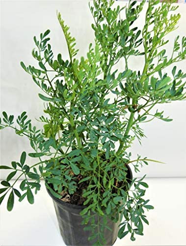 botanica la marina Ruda/Rue Full Plant with Root green small
