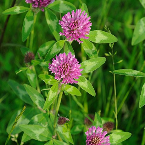 Outsidepride Red Clover Seed: Nitro-Coated, Inoculated - 1/4 LBS