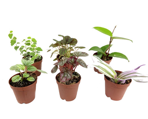 Indoor Fairy Garden Terrarium Houseplant Collection - 6 Live Plants in 2 Inch Pots - Grower's Choice Based on Health, Beauty and Availability - Florist Quality Air Purifying Indoor Plants Indoor Fairy Garden Terrarium Houseplant Collection - 6 Live Plants in 2 Inch Pots - Grower's Choice Based on Health, Beauty and Availability - Florist Quality Air Purifying Indoor Plants
