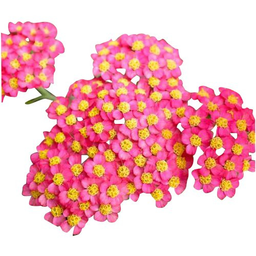 Red Yarrow - A Favorite Wildflower - 17,500 Seeds