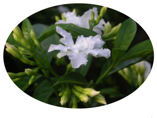 Florida Gardenia Crepe Crape Jasmine Live Semi-Tropical Plant Tabernaemontana Divaricata Flore Pleno 4 Inch Pot Emerald TM