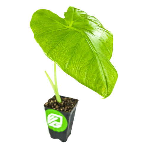 Thailand Giant Elephant Ear Live Plant - Colocasia gigantea by Wellspring Gardens - Elephant Ear Plant, Colocasia Gigantea, Elephant Ear Plant Live, Exotic Elephant Plant, Tropical Garden Design Ideas