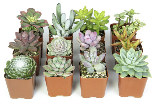 Altman Plants, Live Succulents Plants Live Houseplants (12PK), Succulents Live Plants Live House Plants Indoors Live, Live Cactus Plants Live Cacti Succulent Plants Live Indoor Plants Live Houseplants Altman Plants, Live Succulents Plants Live Houseplants (12PK), Succulents Live Plants Live House Plants Indoors Live, Live Cactus Plants Live Cacti Succulent Plants Live Indoor Plants Live Houseplants