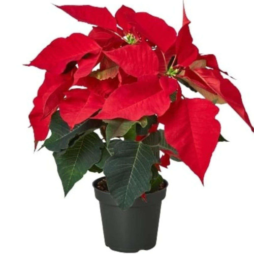 Poinsettia Red Live Plant for Indoor | Different Houseplants in 4'' & 6'' Pot | Real House Plant Decor for Living Room, Office, Desk & Bathroom | Euphorbia pulcherrima Poinsettia Red Live Plant for Indoor | Different Houseplants in 4'' & 6'' Pot | Real House Plant Decor for Living Room, Office, Desk & Bathroom | Euphorbia pulcherrima