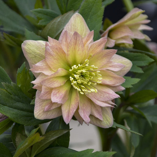 Live Mother of The Bride Hellebore Lenten Rose