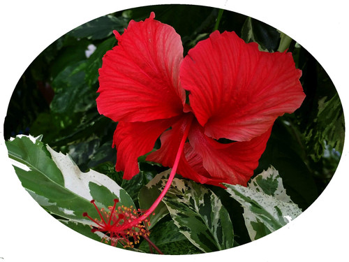 Snow Queen Tropical Hibiscus Live Plant Variegated Green White Leaves and Single Red Flowers Starter Size 4 Inch Pot Emeralds TM