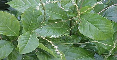 ANAMU Full Plant with Roots/PLANTA DE ANAMU CON Raiz