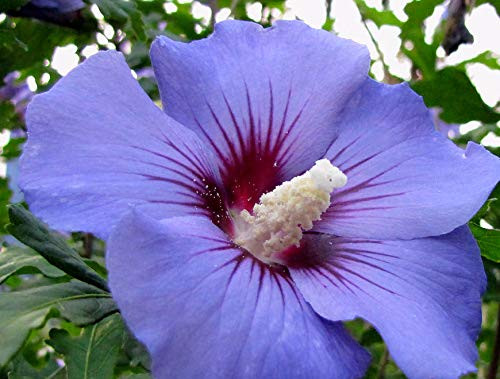 Spectacular Flowering Purple Hibiscus Cold Hardy Potted Plant, Great as a Accent Plant, Starter Plant Spectacular Flowering Purple Hibiscus Cold Hardy Potted Plant, Great as a Accent Plant, Starter Plant