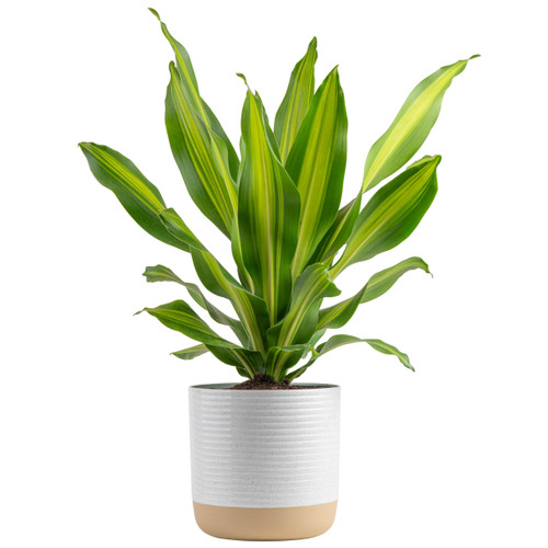 Costa Farms Dracaena Golden Heart Live Indoor Plant, Easy to Grow Houseplant in Decor Plant Pot, Potting Soil Mix, Living Room Home and Office Decor, Housewarming Gift, 2-3 Feet Tall