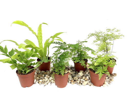 Mini Fairy Garden - Terrarium Fern Assortment - 6 Live Plants in 2 Inch Pots - Rare Ferns from Florida - Growers Choice Based On Health, Beauty and Availability Mini Fairy Garden - Terrarium Fern Assortment - 6 Live Plants in 2 Inch Pots - Rare Ferns from Florida - Growers Choice Based On Health, Beauty and Availability