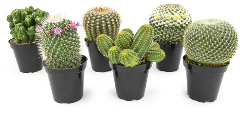 Altman Plants, Assorted Cactus Plants Live Plants (6PK), Cactus Plant Live Succulents Plants Live Cactus Decor, Indoor Plants Live House Plants in Cactus Soil, Live Cacti Plants Live Succulent Plants Altman Plants, Assorted Cactus Plants Live Plants (6PK), Cactus Plant Live Succulents Plants Live Cactus Decor, Indoor Plants Live House Plants in Cactus Soil, Live Cacti Plants Live Succulent Plants