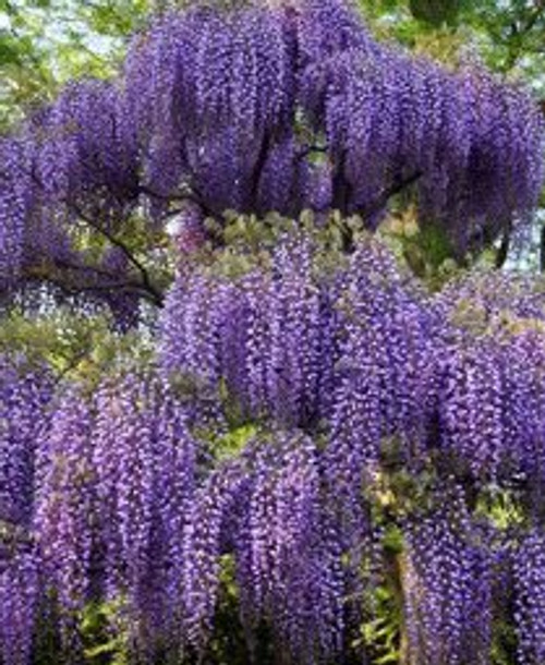 Spectacular Blue Moon Wisteria Vine Plant 1-2' Tall Potted Plant Fragrant Flowers Attracts Hummingbirds 2-3 Year Old Plants, in Dormancy