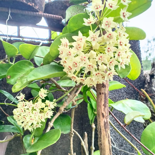 Hoya Plant Live Houseplant, Hoya Vine Plant White Flower from 5 Inc Tall Rooted for Growing