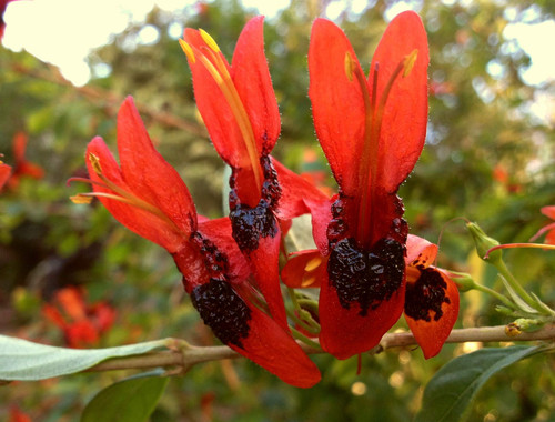 Hummingbird Bush Unique Unusual Tropical Live Plant Orange Unusual Shaped Nectar Filled Flower Attract Hummingbirds Butterflies Emeralds TM
