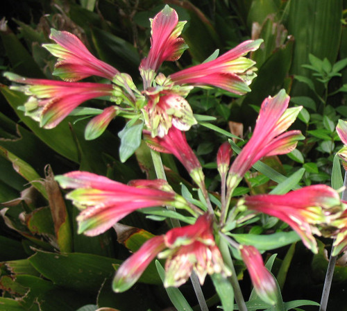 Spectacular (5) Flowering Bulbs/Plants Parrot Lily Alstroemeria Psittacina Rhizomes/Bulbs/Plants Start