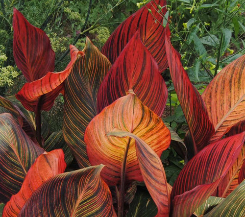 T. Red Varigated Canna Lily Root/Bulb/Rhizome/Plant Nice Size T. Red Varigated Canna Lily Root/Bulb/Rhizome/Plant Nice Size