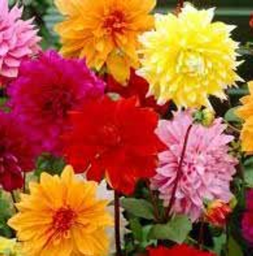 (3) Beautiful Flowering Blooms Dahlia Decorative Mix Bulb/Rhizome/Root/Plant Perennial