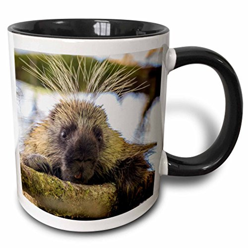 3dRose 210007_4""USA, Alaska, Glacier Bay NP. Close-up of porcupine in a tree." Two Tone Mug, 11 oz, Black